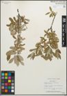 Foto von Salix glauca L.